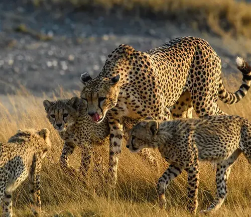 A Southeast African Cheetah family with their cubs in the grass. Witness the beauty of nature's development and learning.