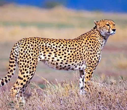 Regular Cheetah