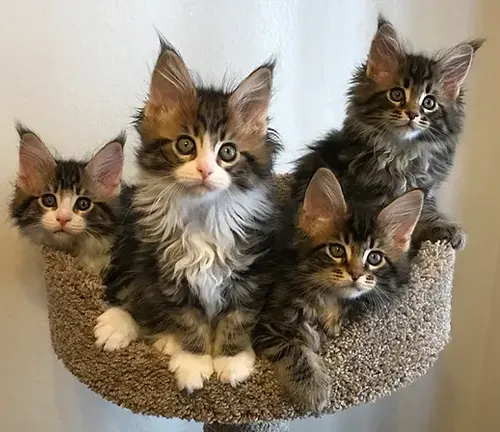 Four Maine Coon kittens perched on a cat tree, showcasing their adorable charm and playful nature.