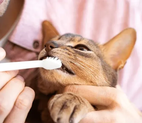  Abyssinian cat with clean teeth and healthy gums, showcasing good dental health.
