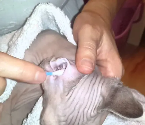 "Close-up of a hairless Sphynx cat getting its ears cleaned by a groomer."