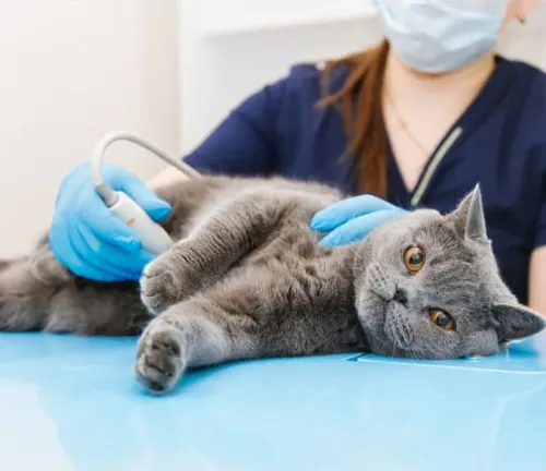 A woman in a blue surgical mask holds a cat during a regular veterinary check-up for a British Shorthair.