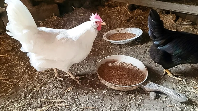 Two chickens near feed pans inside a coop, one white and one black, on a straw-covered floor
