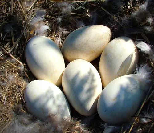 White eggs in nest with grass, laid by Spur-winged Goose.