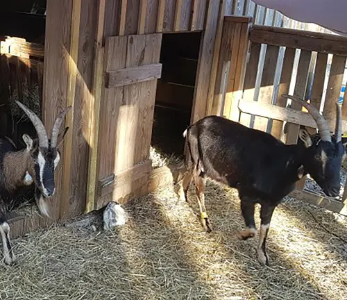 Two goats in a barn at Shelter "Fainting Goat", surrounded by hay and straw.