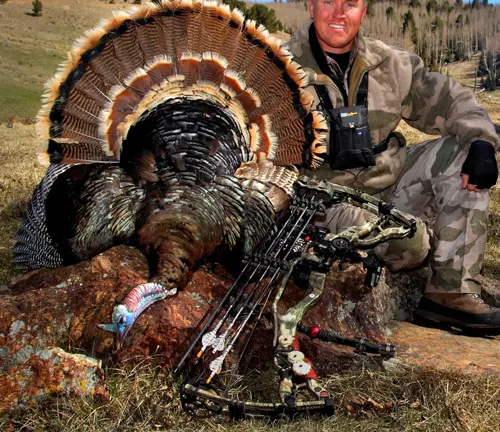 A man kneeling next to a turkey with a bow, engaged in human hunting of an Eastern Wild Turkey.