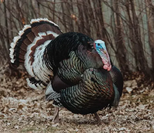 Merriam's Wild Turkey