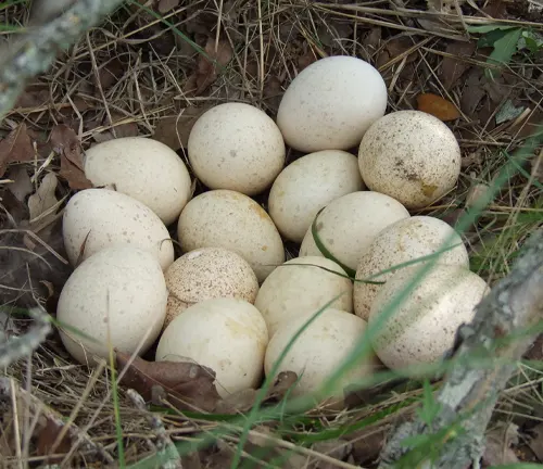 Nest of Rio Grande Wild Turkey eggs in grass on the ground.
