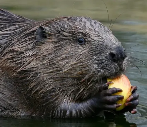 A North American beaver enjoying an apple while submerged in water.
