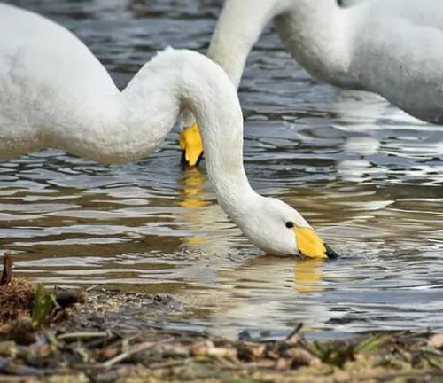 Opportunistic Feeding "Mute Swan": A white swan with its head submerged in water, searching for food.
