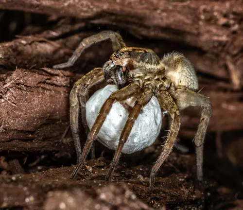 A "Wolf Spider" with a white egg on its back, showcasing the reproductive behavior of this spider species.