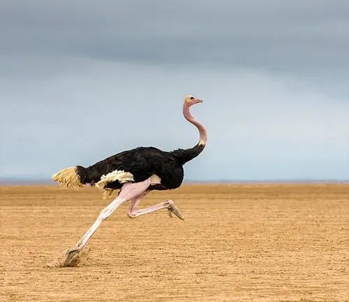 An ostrich, a Common Ostrich, sprinting across a desert field with its long legs and wings tucked in.