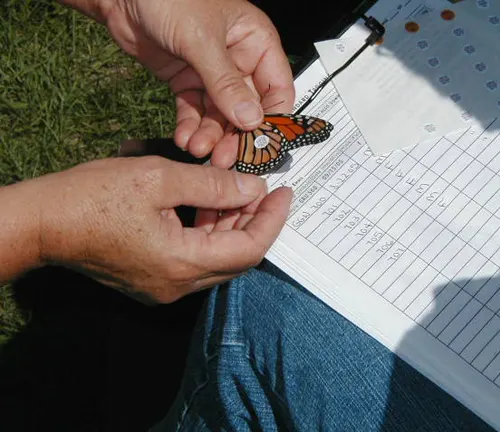 A person holds a monarch butterfly on a clipboard for Citizen Science Projects "Monarch Butterfly".