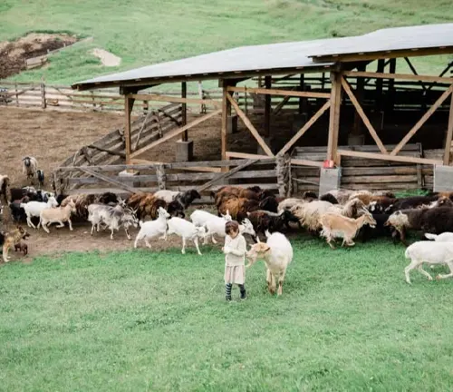 a child interacting with goats in a lush, green field on a sustainable Angora farm
