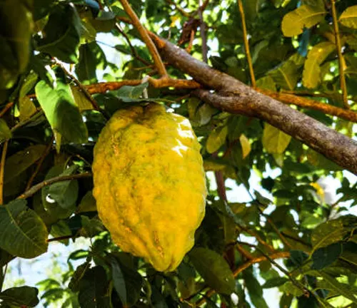 Ripe Ponderosa lemon on a tree in sunlight