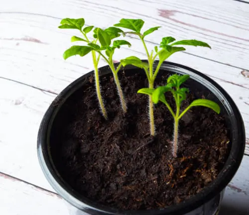 Young peach tree saplings in a pot on a white wooden surface