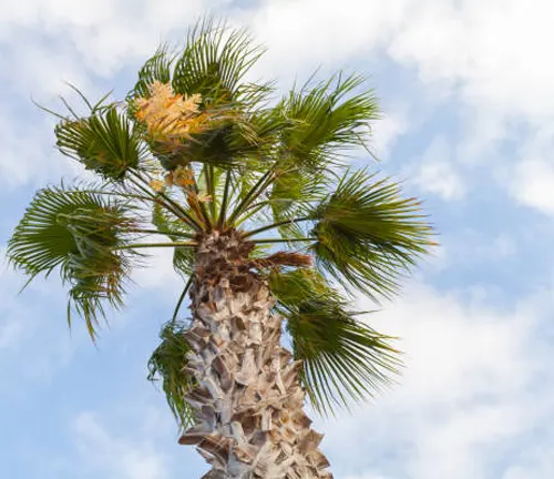 Washington Palm (Washingtonia robusta)
