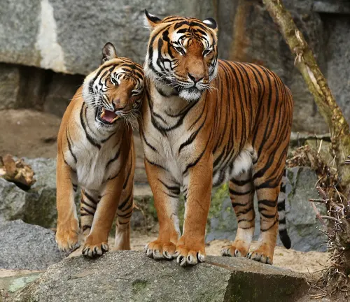 Two Indochinese tigers standing on rocks in an enclosure, showcasing their natural habitat and family life.