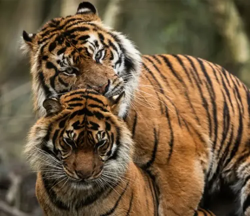 wo Malayan tigers share a tender hug in the woods, showcasing their strong bond and affection for one another.