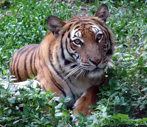 South China Tiger