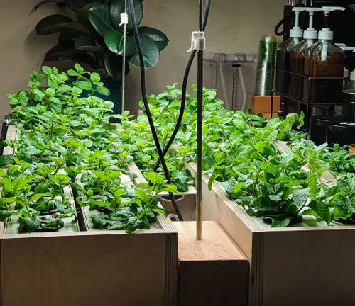 Vibrant green mint plants flourishing in an indoor garden, illuminated by overhead grow lights with gardening supplies in the background.