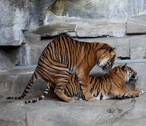 Two Sumatran tigers engaging in playful behavior inside an enclosure, showcasing their mating behavior and courtship rituals.