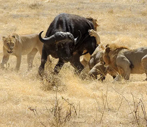 A lion and buffalo fiercely battle each other in the wild, showcasing their hunting techniques.