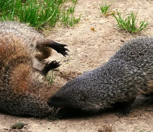 Two Egyptian mongooses playfully interact in the dirt, showcasing their crepuscular and nocturnal hunting behavior.