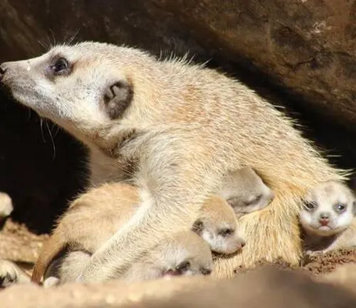 A meerkat mother and her babies in a zoo, showcasing the interaction between humans and these adorable creatures.