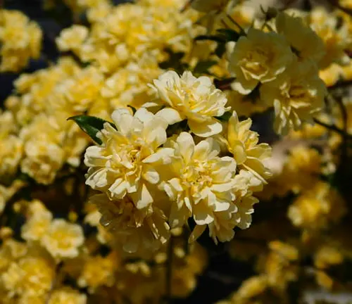 Clusters of creamy yellow roses with full blooms against a dense floral background.