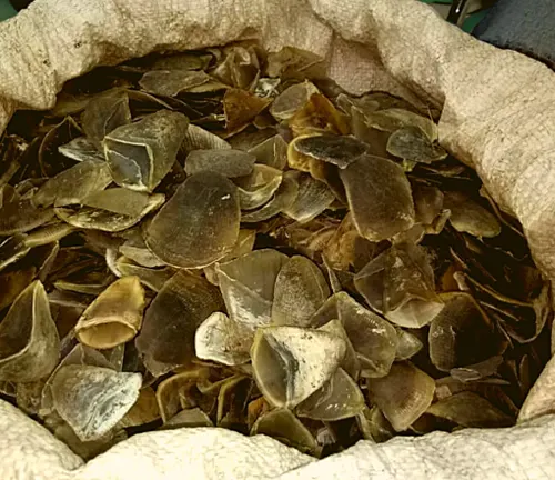 A bag filled with shells on a table, possibly related to poaching and illegal trade of the "Indian Pangolin".