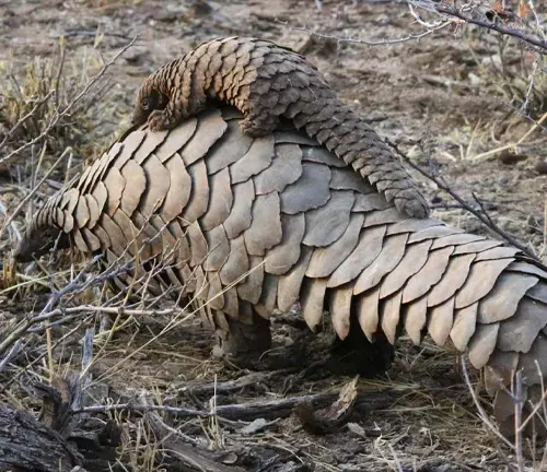Alt text: "Black-bellied Pangolin - a small mammal with black scales, curled tail, and sharp claws."