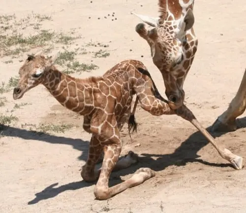 Giraffe gestation period: 14-15 months.