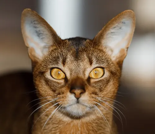 An Abyssinian cat with striking yellow eyes, known for its oriental appearance and renowned for its renal health.