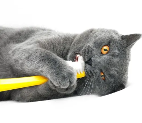 A British Shorthair cat lying on its back, mouth open, holding a yellow toothbrush for dental care.