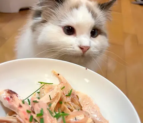 A cat curiously gazes at a plate of food, its eyes wide with anticipation.