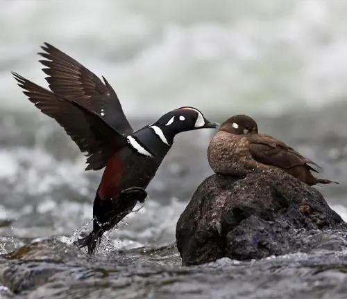 Breeding Season Harlequin Duck: A colorful duck with a unique pattern, ready to mate during the breeding season.