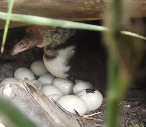 A Muscovy duck sitting on a nest with eggs, showcasing the egg production of this particular breed.
