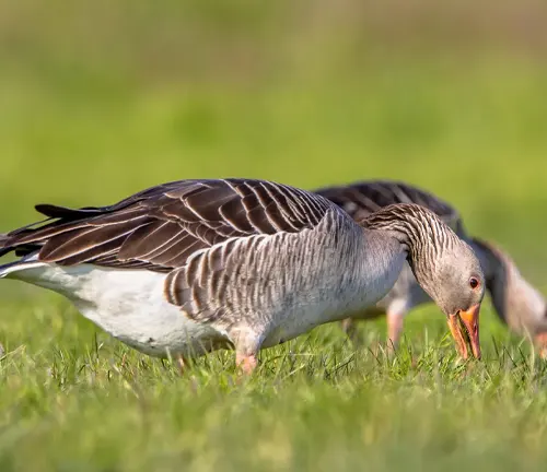 Two Greylag Geese standing in grass, one looking towards the camera and the other grazing.