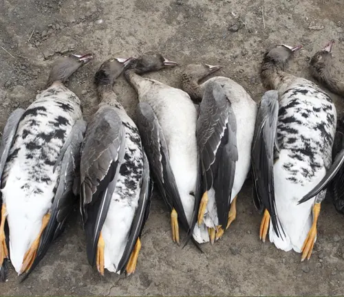 A cluster of lifeless ducks scattered on the ground, victims of human-induced threats, with a reference to "Barnacle Goose".