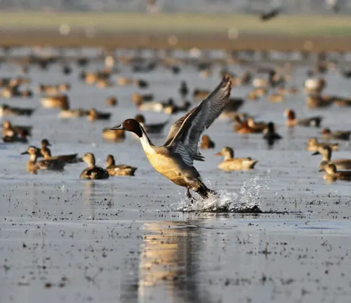 A duck flying off from the water in a marsh. Habitat Loss and Degradation "Emperor Goose".