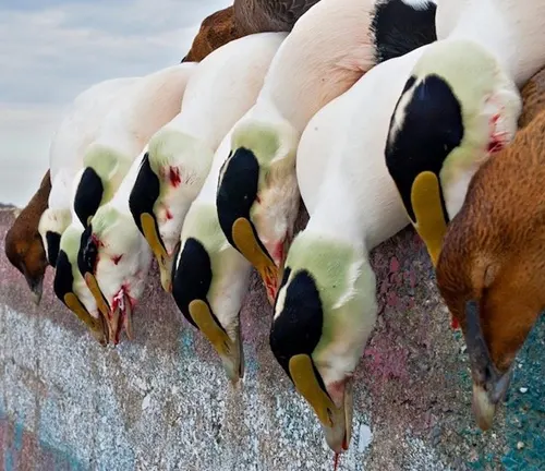 A group of ducks, including Common Eider Ducks, resting on a wall during a hunting expedition.