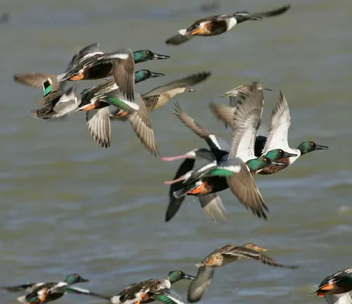 "Northern Shoveler in flight, with its distinctive long bill and colorful plumage, during seasonal movements."