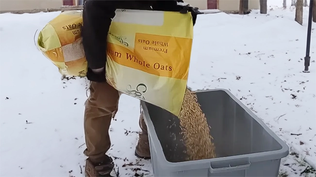 A person is pouring whole oats from a large sack into a plastic storage bin outside in the snow.