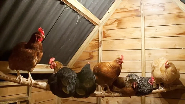 Group of chicken staying on the bar