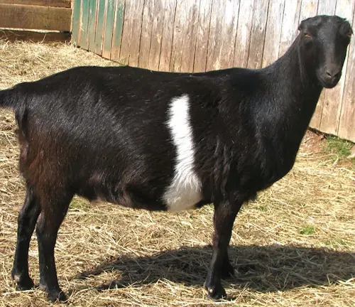 A La Mancha goat with a black coat and white patch on its side, standing in a barnyard