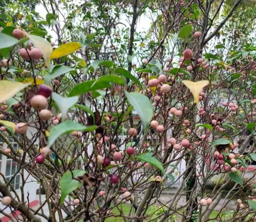 Pink variegated lemons on a tree