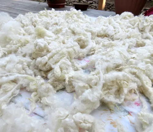 An assortment of white wool, sourced from Border Leicester Sheep, displayed on a table for fiber arts.