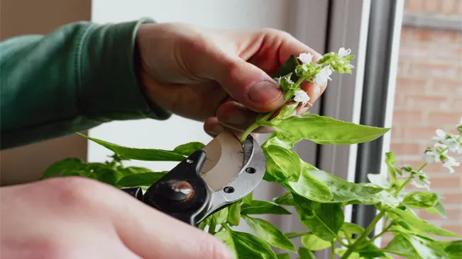 Close-up of hands pruning a flowering plant with gardening shears