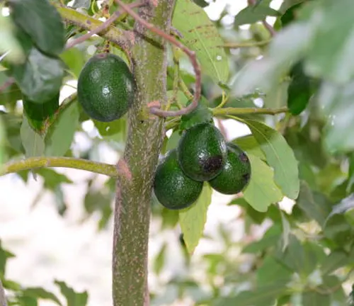 A cluster of Wurtz avocados hanging from a branch, nestled among the tree's lush leaves, indicative of a healthy avocado plant.




